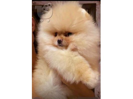 PoulaTo: Όμορφες Pomeranians BOO